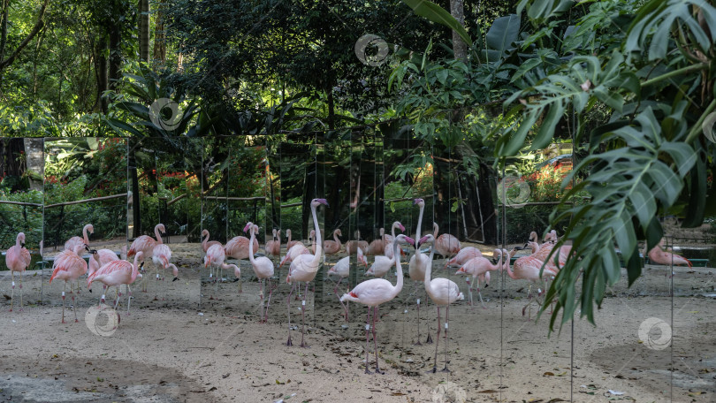 Скачать Стая розовых фламинго прогуливается по вольеру. фотосток Ozero