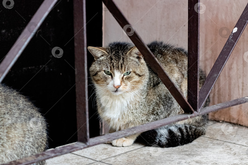 Скачать Грязно-серая бродячая кошка у забора фотосток Ozero