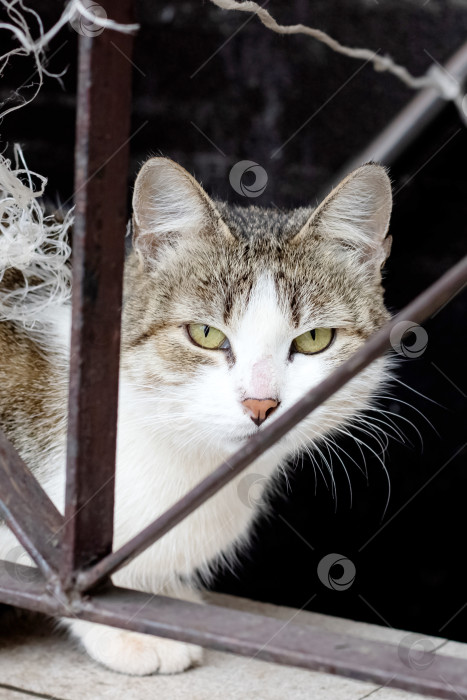 Скачать Грязно-серая бродячая кошка у забора фотосток Ozero