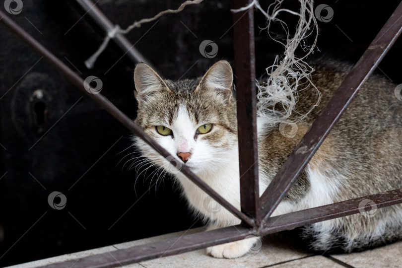 Скачать Грязно-серая бездомная кошка у забора фотосток Ozero