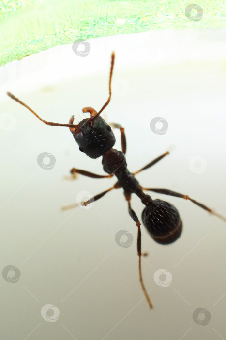 Скачать Коричневый муравей-мессор-конструктор на белом фоне фотосток Ozero