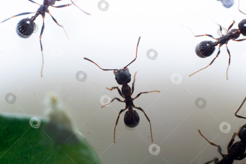 Скачать Коричневый муравей-мессор-конструктор на белом фоне фотосток Ozero