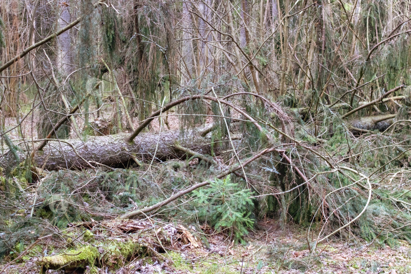 Скачать Ветви ели лежат на земле в лесу фотосток Ozero