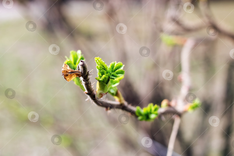 Скачать Молодые зеленые листья шиповника на ветвях фотосток Ozero