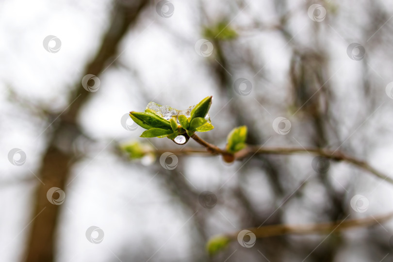 Скачать Зеленые молодые почки на ветке дерева с каплями воды фотосток Ozero