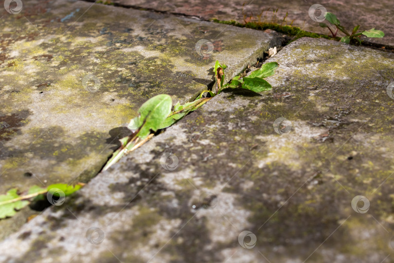 Скачать Листья травы растут на старом камне фотосток Ozero