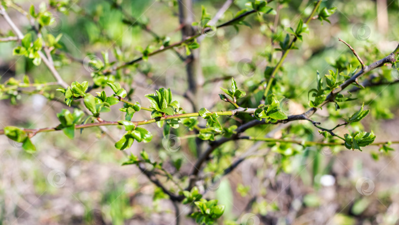 Скачать Молодые зеленые листья на ветке дерева фотосток Ozero