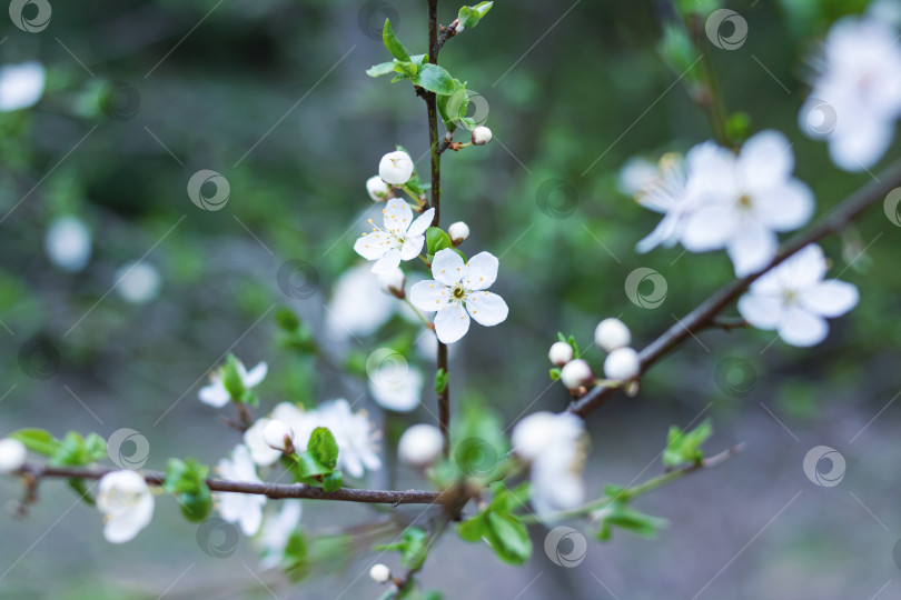 Скачать Белые вишневые цветы и зеленые листья крупным планом фотосток Ozero
