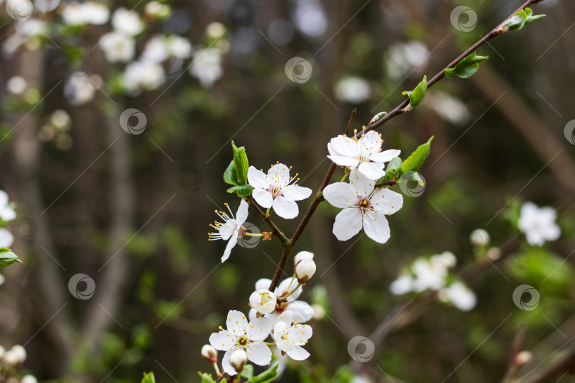 Скачать Белые вишневые цветы и зеленые листья крупным планом фотосток Ozero