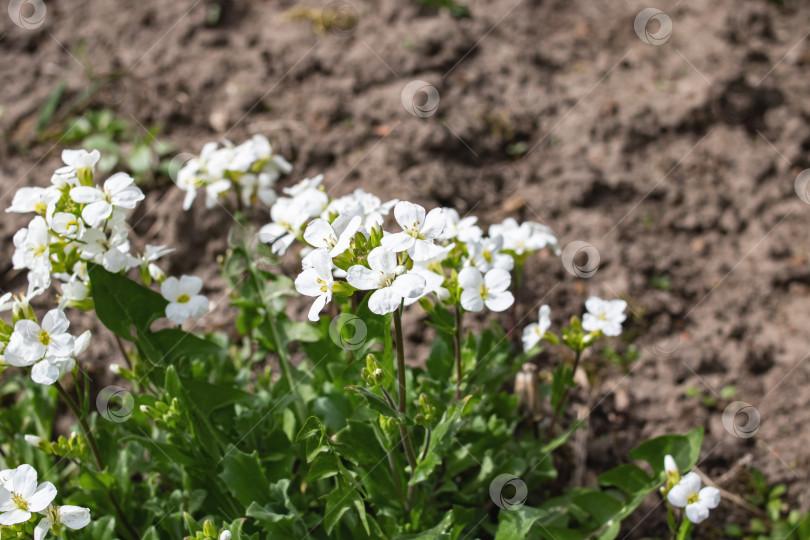 Скачать Белые маленькие цветы и зеленые листья крупным планом фотосток Ozero