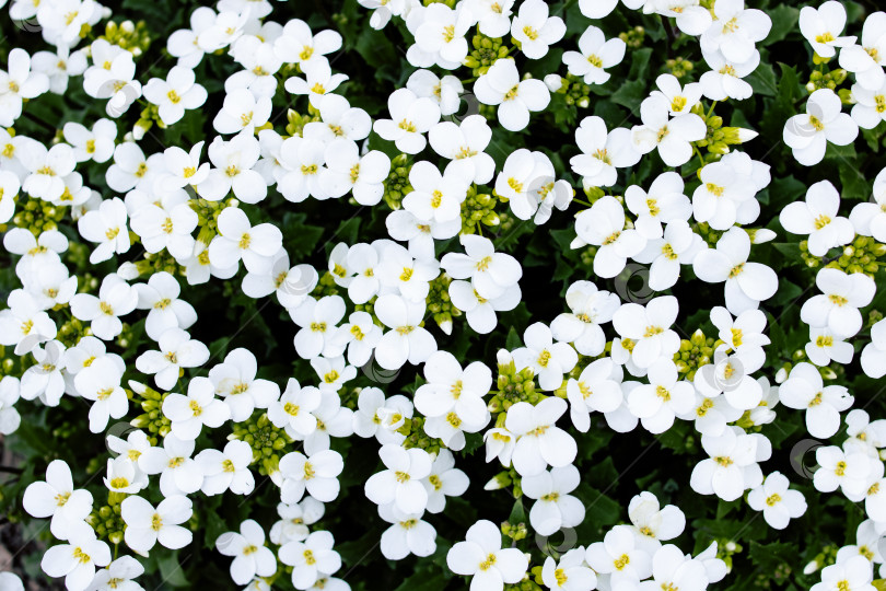 Скачать Белые маленькие цветы и зеленые листья крупным планом фотосток Ozero