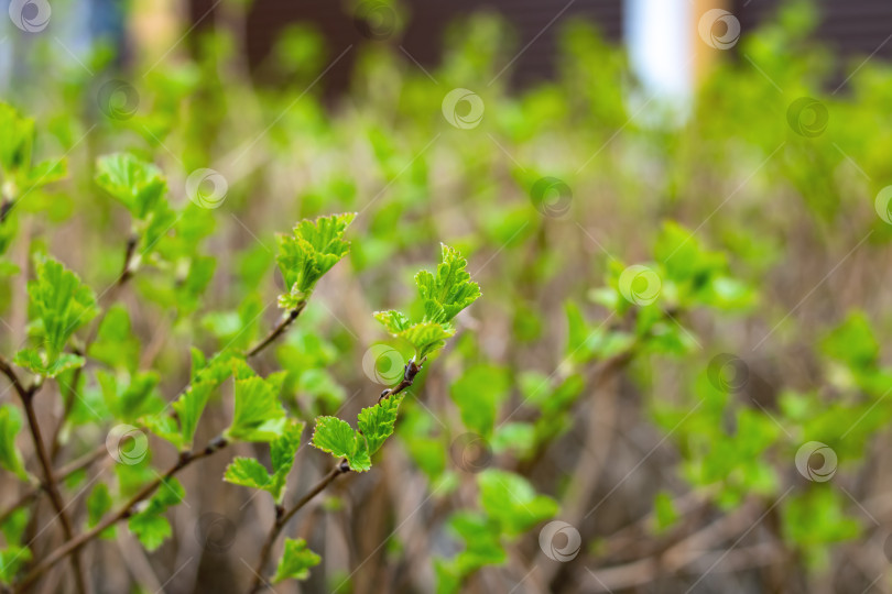 Скачать Зеленые маленькие листочки на ветвях кустарника фотосток Ozero