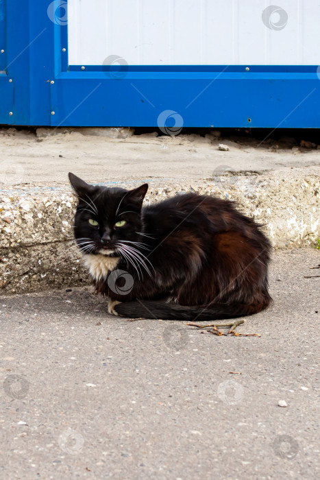 Скачать Черная кошка лежит на тротуаре крупным планом фотосток Ozero