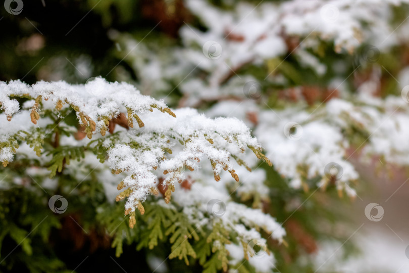 Скачать Белый снег на зеленых ветвях деревьев крупным планом фотосток Ozero
