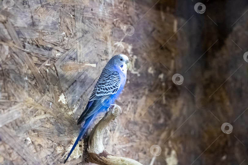 Скачать Синий попугай на ветке дерева крупным планом фотосток Ozero