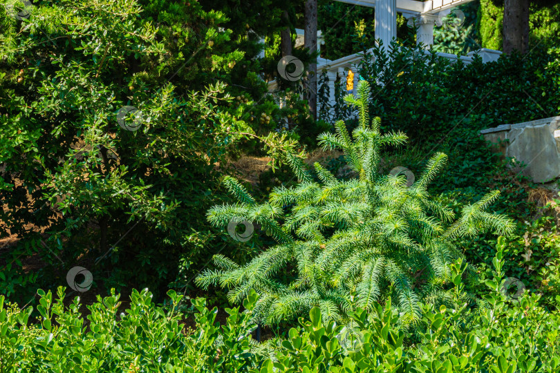 Скачать Молодая китайская ель с голубой листвой (Cunninghamia lanceolata Glauca) на фоне зелени ландшафтного парка Айвазовского в Партените. Среди вечнозеленых растений - белокаменная беседка. Бархатный сезон в Крыму. фотосток Ozero