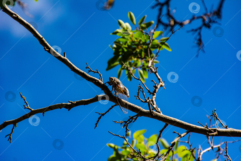 Скачать Цикада на ветке. Фон синее небо. Крупно. фотосток Ozero