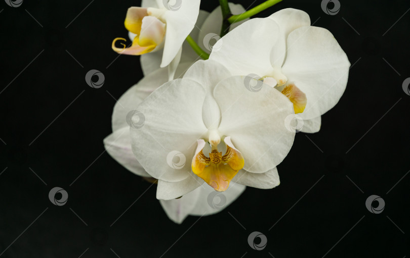 Скачать Красивая веточка белого цветка орхидеи Фаленопсис, известной как орхидея мотылька или Фал, на черном фоне. Выборочный акцент на переднем плане, место для вашего текста фотосток Ozero