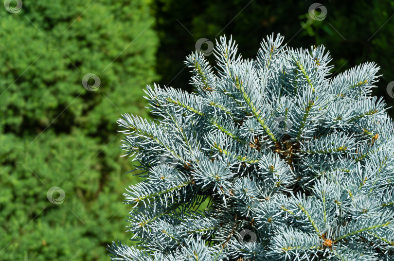 Скачать Серебристо-голубая ель Picea pungens Hoopsii в декоративном саду. Выборочный фокус крупным планом. Природная концепция для любого дизайна, хороша для рождественских открыток. Место для вашего текста. весна фотосток Ozero