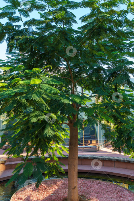 Скачать Дерево Delonix regia (яркое или королевское дерево Пуансиана) с зелеными листьями в зеркальном лабиринте. Редкое дерево растет в общественном городском парке Краснодара или "Галицкий". Осень 2023 фотосток Ozero