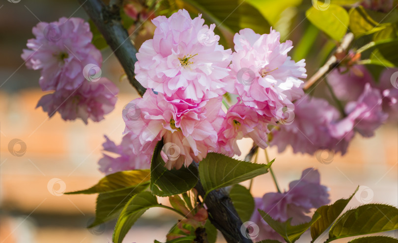 Скачать Розовые цветы Prunus 'Kanzan' (Prunus serrulata или Prunus lannesiana) крупным планом в весеннем саду. Цветы японской вишни в качестве фона для обоев. Выборочный фокус фотосток Ozero