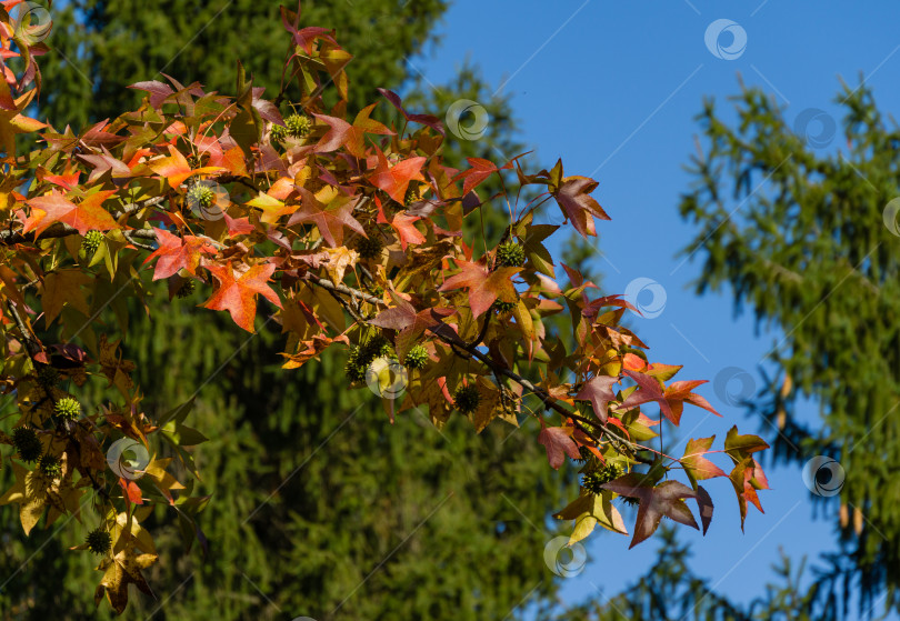 Скачать Крупный план красных листьев и колючих шариков-семян Liquidambar styraciflua, обычно называемого американской сладкой камедью (янтарным деревом) в парке Горячий Ключ. Концепция природы для дизайна фотосток Ozero