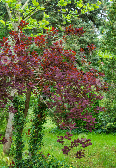 Скачать Красивая Котинус коггигрия королевско-фиолетовая (Rhus cotinus, европейское дымчатое дерево) с красными листьями на фоне зелени в весеннем саду. Концепция дизайна от природы. фотосток Ozero