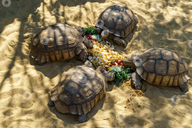 Скачать Четыре африканские шпорчатые черепахи (Centrochelys sulcata), также называемые бороздчатыми черепахами, обедают в японском саду общественного ландшафтного парка Краснодара или парка Галицкого, Россия фотосток Ozero