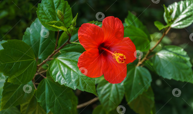 Скачать Яркий крупный цветок китайского гибискуса (Hibiscus rosa-sinensis) на фоне зеленого сада. Китайская роза или гавайский гибискус в солнечном свете. Концепция природы для дизайна. Место для вашего текста. фотосток Ozero