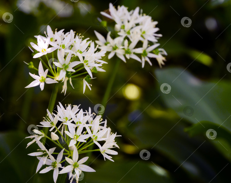 Скачать Дикий чеснок (Allium ursinum) или черемша с белыми ароматными очень мелкими цветками. Чеснок широколистный или медвежий на зеленом фоне. Естественная концепция весны. Выборочный фокус крупным планом фотосток Ozero