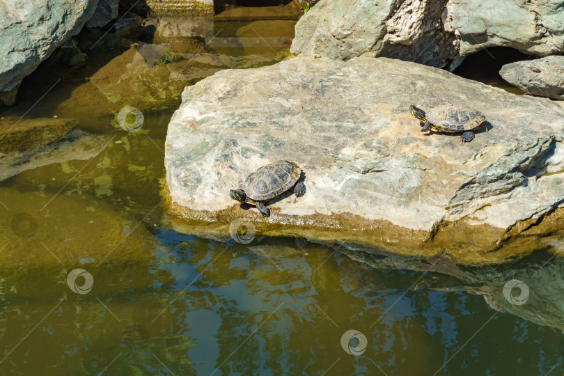 Скачать Красноухий ползун (Trachemys scripta elegans) прудовый ползун, полуводная черепаха в большом озере Ойке в японском саду. Общественный ландшафтный парк Краснодара или парк Галицкого, Россия. фотосток Ozero