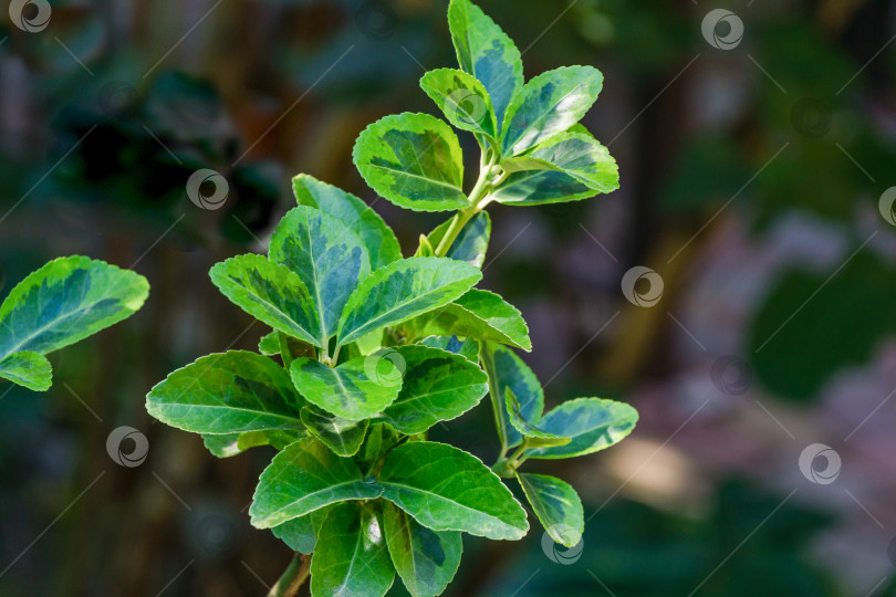 Скачать Euonymus japonicus Aureo-Marginata с пестрыми зелено-желтыми листьями на размытом зеленом фоне. Элегантный фон для естественного дизайна. Выборочный мягкий фокус, место для текста. фотосток Ozero