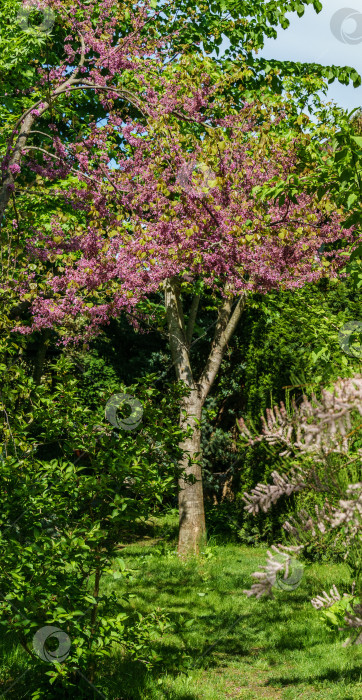 Скачать Редбад восточный, или Eastern Redbud Cercis canadensis пурпурный весенний цветок в солнечном саду. Розовые цветы иудиного дерева. Избирательный фокус. Концепция природы для дизайна. фотосток Ozero