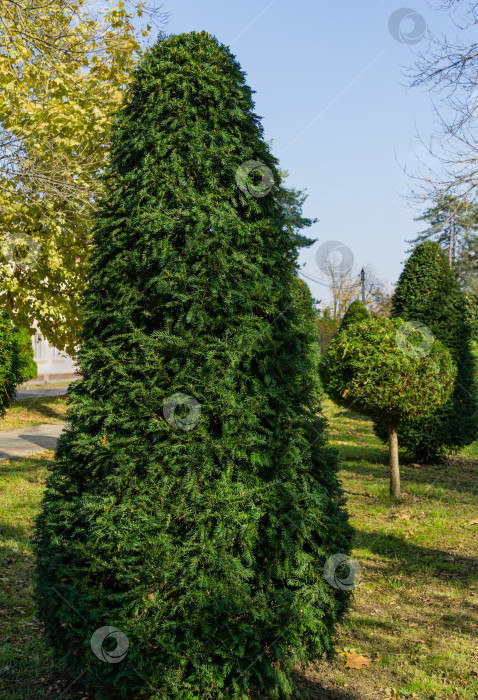 Скачать Топиарное искусство из тиса Taxus baccata на улице осеннего города. Сформированные вечнозеленые растения в курортной зоне Горячий Ключ. Краснодарский край, Россия фотосток Ozero