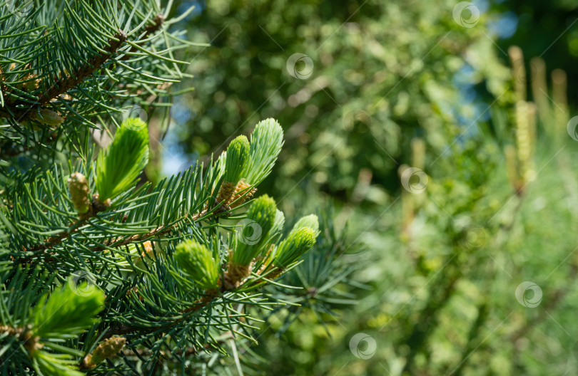 Скачать Голубая ель Picea pungens с голубыми иголками. Яркие молодые побеги крупным планом.  Концепция природы для дизайна. Место для вашего текста. Выборочный фокус. Рождественская концепция. фотосток Ozero