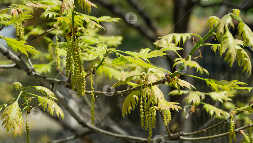 Скачать Цветущий Quercus palustris, сосновый дуб или болотный испанский дуб ранней весной.  Молодая листва с сережками. Весенний солнечный день. Концепция природы для естественного дизайна. фотосток Ozero