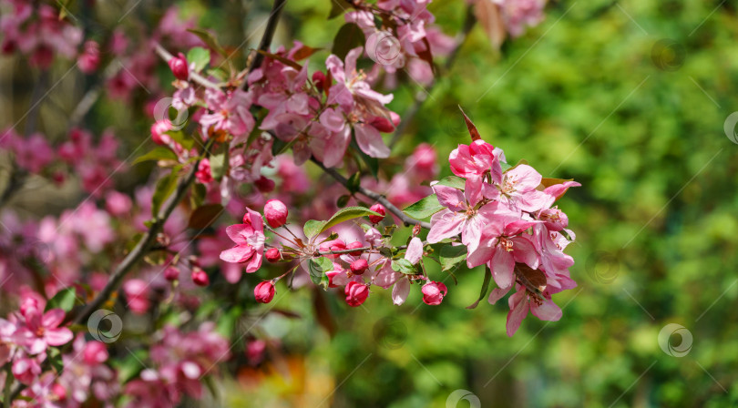 Скачать Фиолетовые цветки яблони Malus 'Makowieckiana'. Темно-розовые цветки в весеннем саду. Это дерево является гибридом яблони 'Niedzwetzkyana'. Выборочный фокус крупным планом фотосток Ozero