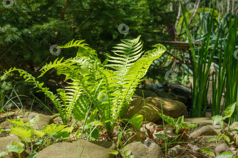 Скачать Зеленые молодые побеги Matteuccia struthiopteris (страусиный папоротник, папоротник-скрипач или папоротник-волан) на фоне садового пруда с камнями. Весенняя тема пробуждения природы. Избирательный фокус. фотосток Ozero