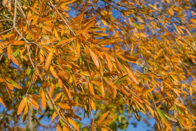 Скачать Крупный план красивых оранжевых листьев деревьев ивового дуба (Quercus phellos). Дубы растут вокруг зон отдыха в общественном ландшафтном городском парке Краснодара или парке Галицкого. Осень 2021 фотосток Ozero