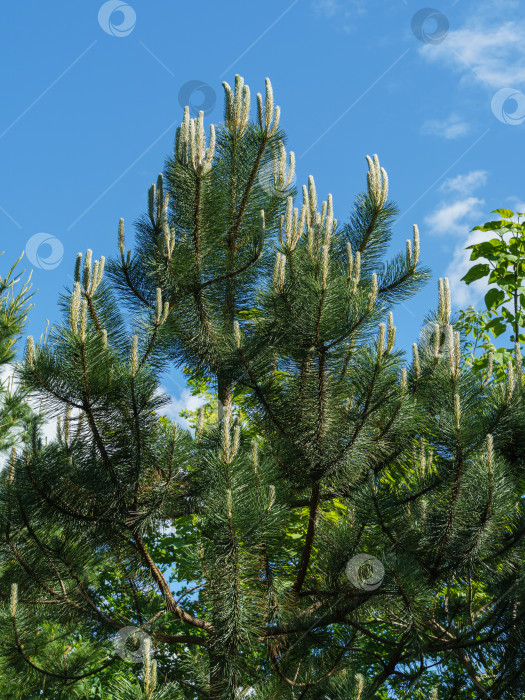 Скачать Молодые побеги австрийской сосны или черной сосны (Pinus Nigra). Серебристо-зеленые побеги на ветвях на фоне голубого неба с белыми облаками в весеннем саду. Пейзаж для любых обоев. Есть место для текста фотосток Ozero