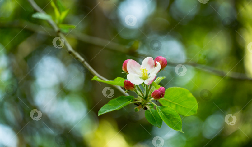 Скачать Красивая ветка цветущей яблони на размытом зеленом фоне. Белые цветы яблони крупным планом. Выборочный фокус. Есть место для вашего текста фотосток Ozero