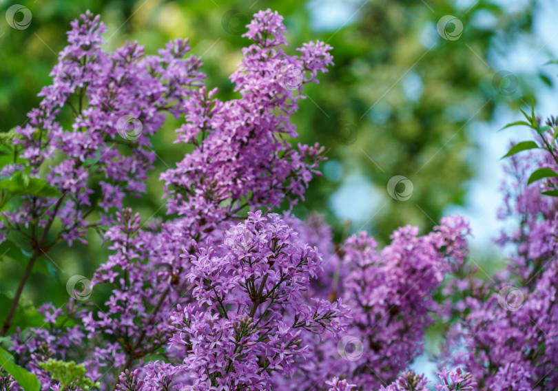 Скачать Сиреневый куст Syringa microphylla в весеннем саду. Крупный план розово-фиолетового цветения сиринги. Концепция природы для дизайна. фотосток Ozero