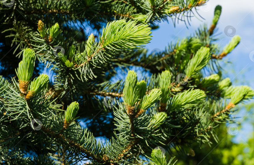 Скачать Голубая ель Picea pungens с голубыми иголками. Яркие молодые побеги крупным планом.  Концепция природы для дизайна. Место для вашего текста. Выборочный фокус. Рождественская концепция. фотосток Ozero