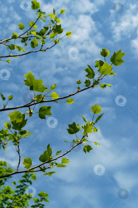 Скачать Молодые ярко-зеленые листья тюльпанного дерева (Liriodendron tulipifera), называемого Тюльпанным деревом, американским или тюльпановым тополем, на многоцветном фоне. Выборочный фокус. Есть место для текста фотосток Ozero