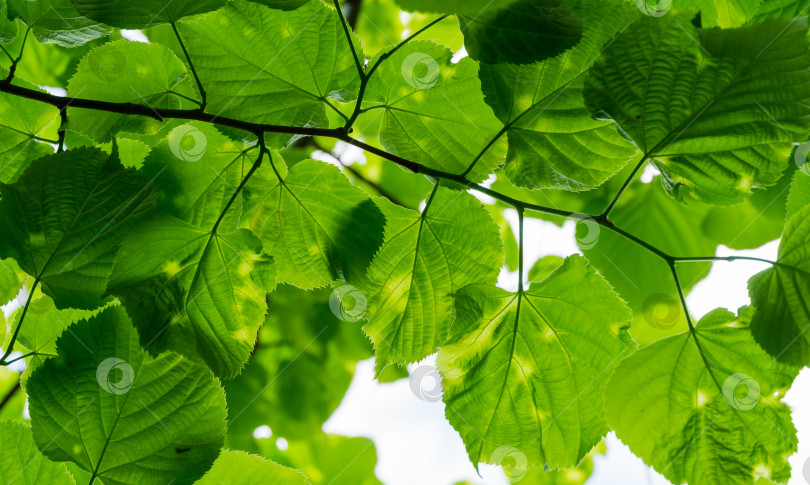 Скачать Ярко-зеленые пораженные листья липы Tilia caucasica с пятнами на фоне голубого неба. Болезнь или вредители на молодой зеленой листве липы. Избирательный фокус. фотосток Ozero