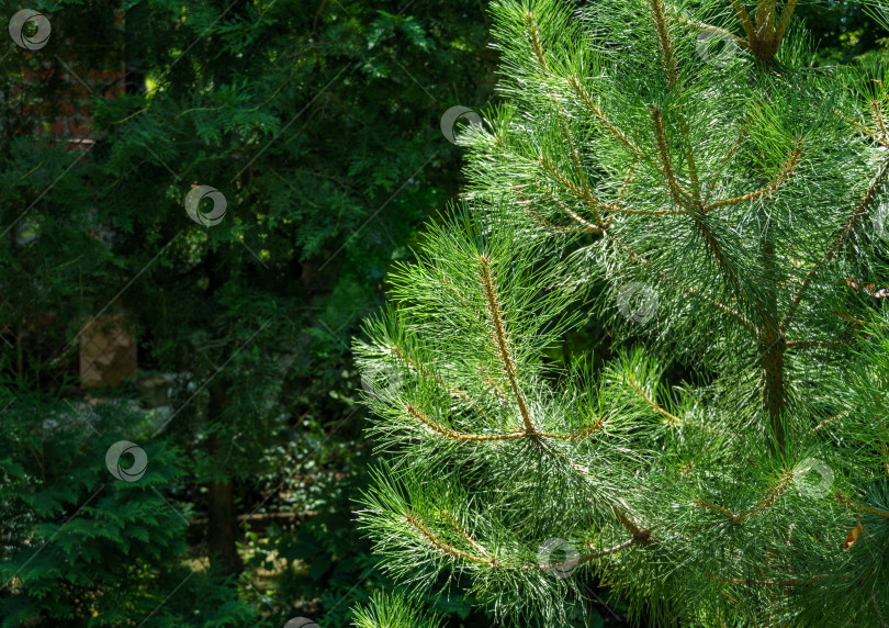 Скачать Макро из красивых длинных зеленых иголок австрийской сосны (Pinus ‘Nigra’) или черной сосны. Оригинальная текстура натуральной зелени. фотосток Ozero