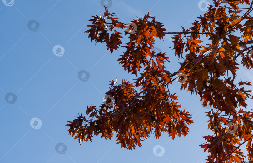 Скачать Красные осенние листья Quercus palustris, соснового дуба или болотного испанского дуба. Красивая осенняя листва в городском парке Краснодара или парке Галицкого солнечной осенью 2021 года. Концепция Nature для естественного дизайна. фотосток Ozero