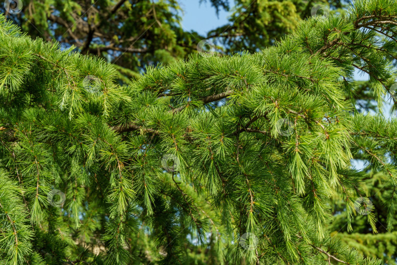 Скачать Крупный план зеленых иголок гималайского кедра (Cedrus Deodara, Деодар), растущего в курортном городе Адлер недалеко от Сочи. Выборочный фокус. Красивый естественный зеленый фон для любого дизайна фотосток Ozero