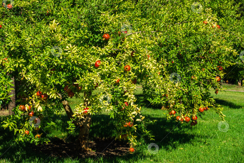 Скачать Много спелых красных гранатов (Punica granatum) на дереве во фруктовом саду ландшафтного парка "Парадайз" в Партените в Крыму. Солнечный осенний день. Избирательный фокус. фотосток Ozero