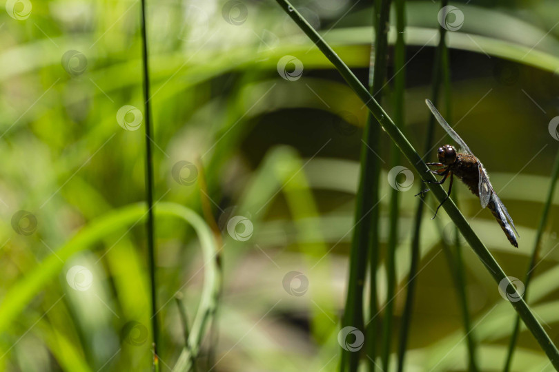 Скачать Плоская стрекоза (Libellula depressa) сидит на стебле рогоза на размытом фоне зелени сада у пруда. Летний солнечный день. Концепция природы для дизайна. Есть место для текста. фотосток Ozero